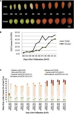 Comparative de novo Transcriptome Analysis of Two Cultivars With Contrasting Content of Oil and Fatty Acids During Kernel Development in <mark class="highlighted">Torreya grandis</mark>